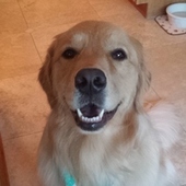 blondebomb