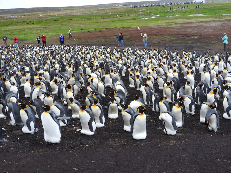 Port Stanley Falkland Islands Cruise Port Cruiseline Com   2251ad2881134aea5627253d684f2a0e 800 