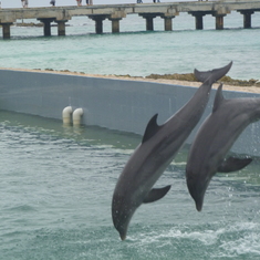 Dolphind in Costa Maya Mecico