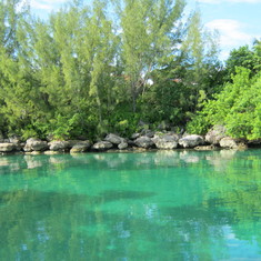 Freeport Dolphin Excursion BEAUTIFUL!!!