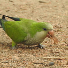 wild parrots - punta del este and montevideo