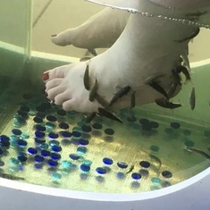 Fish spa was really cool!