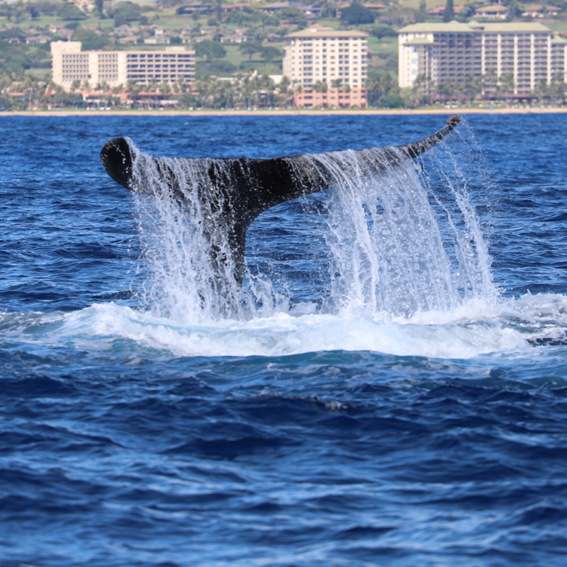 lahaina-maui-cruise-port-cruiseline