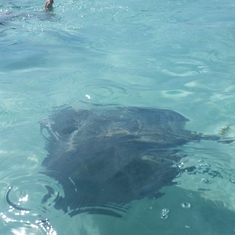 Stingray city