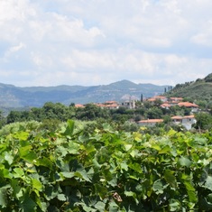 Olympia Land Estate Winery