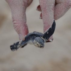 Save-a-Turtle Excursion - Cozumel