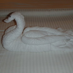 Swan