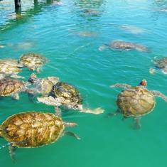 Green Turtle Farm