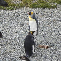 King penquins, Ushuaia